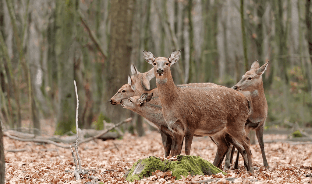 farm deer animal image 1
